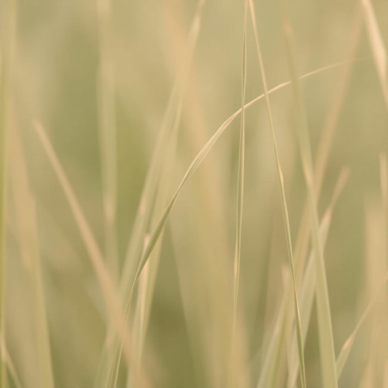 Soft grass blades in morning light